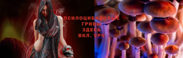 прущие грибы Белокуриха